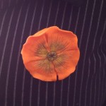 broche coquelicot orange